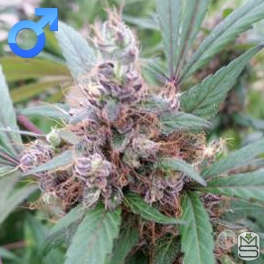 Purple Thai: strain page photo, credit seedfinder.eu, copyright status shown with credit copyright unverified