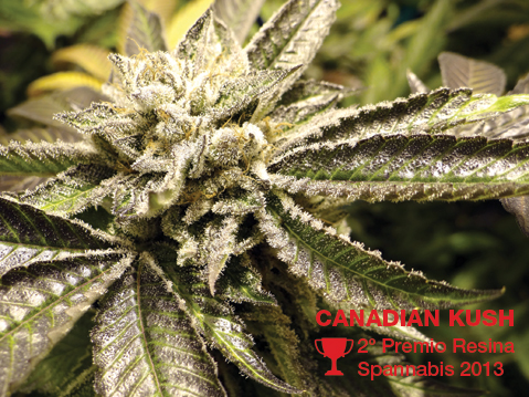 Canadian Kush