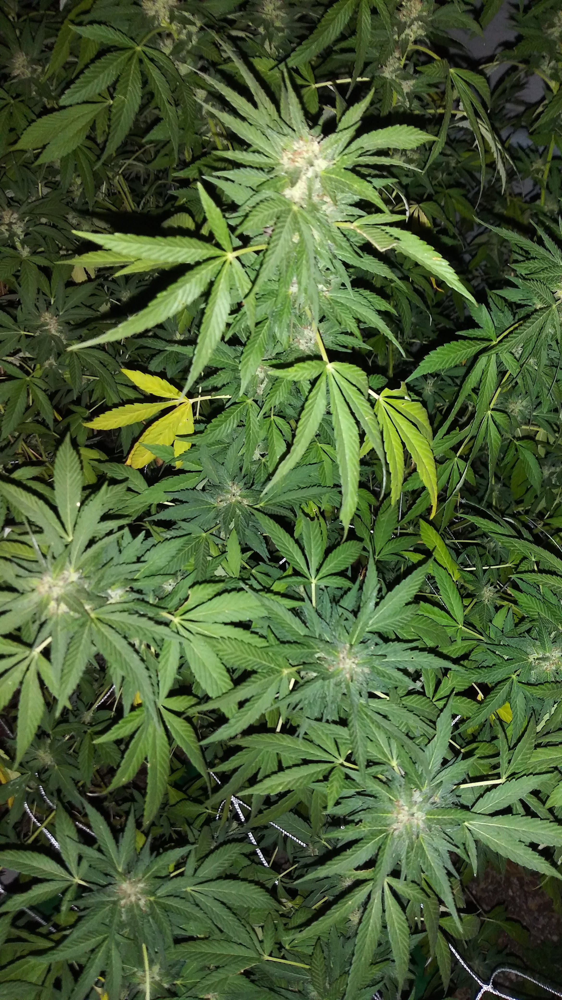 Garlic Golden Grapes