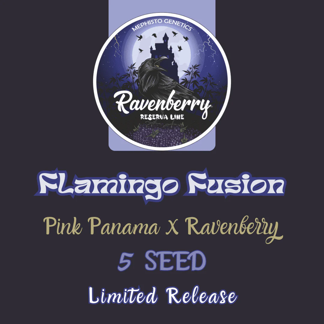 Flamingo Fusion archive 0