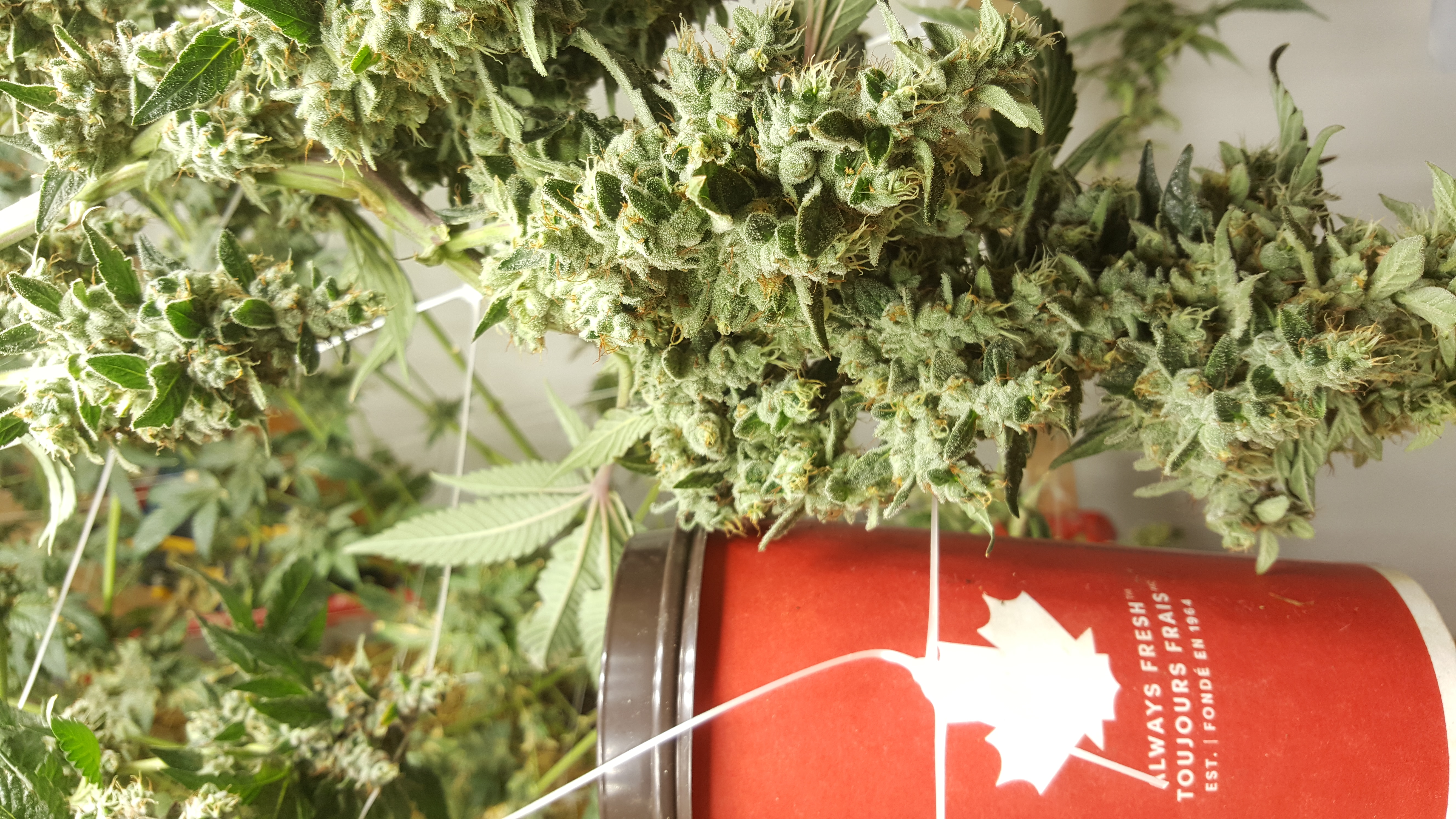 OMG GMO S1 (Mike Crowe Seedery) :: Cannabis Strain Info :: SeedFinder.eu