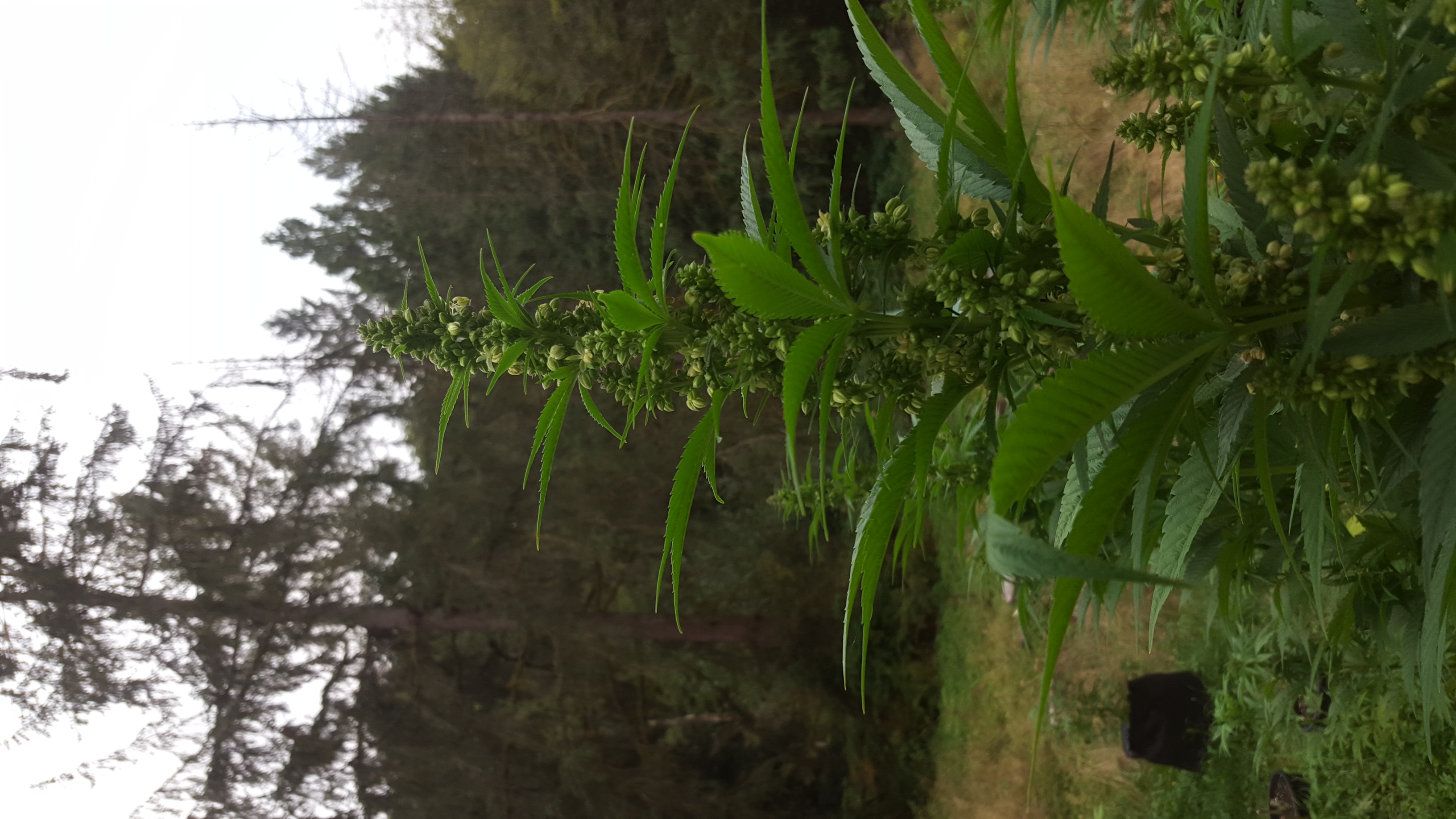 Vancouver Island Purple Afghanica