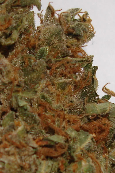 Angel Dust (Ministry of Cannabis) :: Cannabis Strain Info :: SeedFinder.eu
