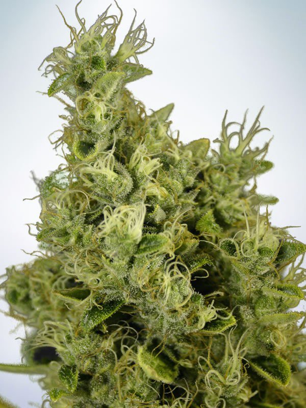 Mandarin Haze (de Ministry of Cannabis) :: Info de Variedad