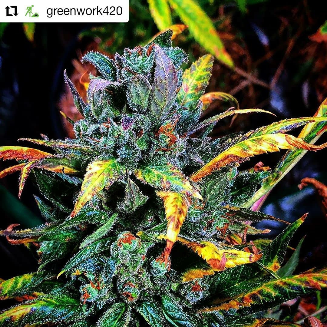 Legends Ultimate Indica F4