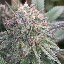 Dancing Queen archive 0