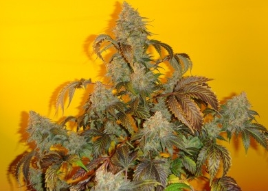 Old Time Indiana Bubble Gum