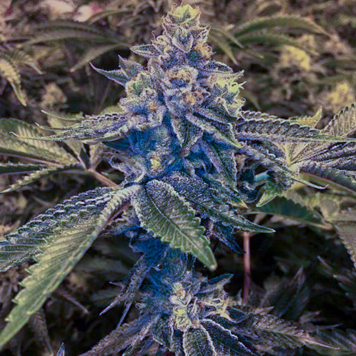 Red Six flowering cannabis, as labeled by the cited photo source