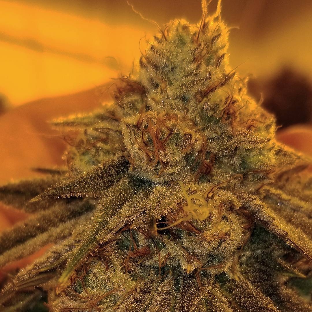 Automatic Durban Cookies Kush