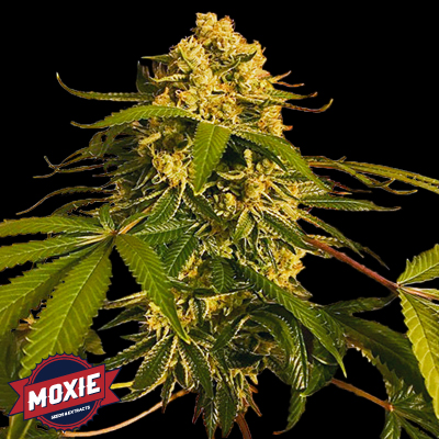 Lemon OG: strain page photo, credit seedfinder.eu, copyright status shown with credit copyright unverified