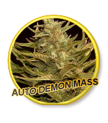 Auto Demon Mass archive 0