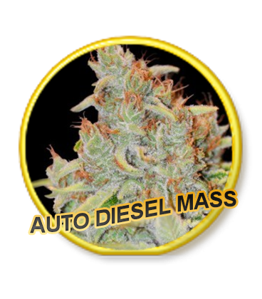 Auto Diesel Mass archive 0