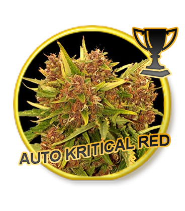 Auto Kritical Red archive 0