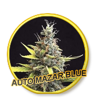 Auto Mazar Blue