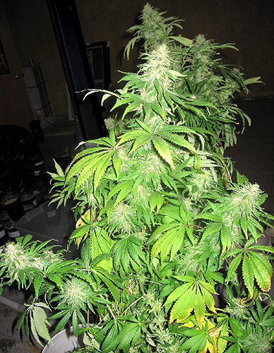 Critical Mass: strain page photo, credit seedfinder.eu, copyright status shown with credit copyright unverified
