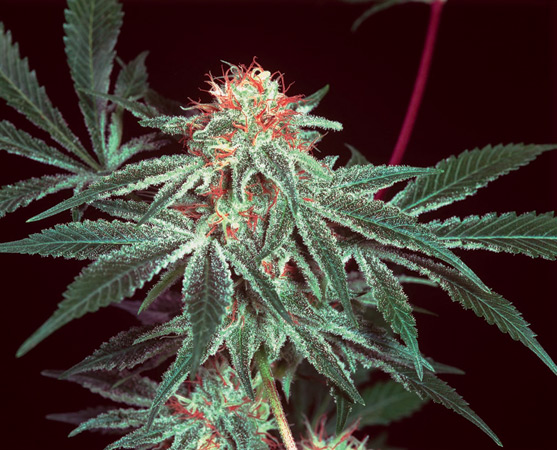 Shark Shock: strain page photo, credit seedfinder.eu, copyright status shown with credit copyright unverified