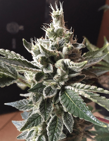 3 Gorillas archive 0