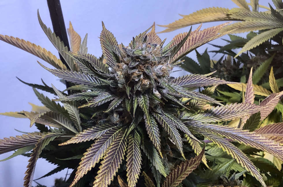 Jilly Bean F2