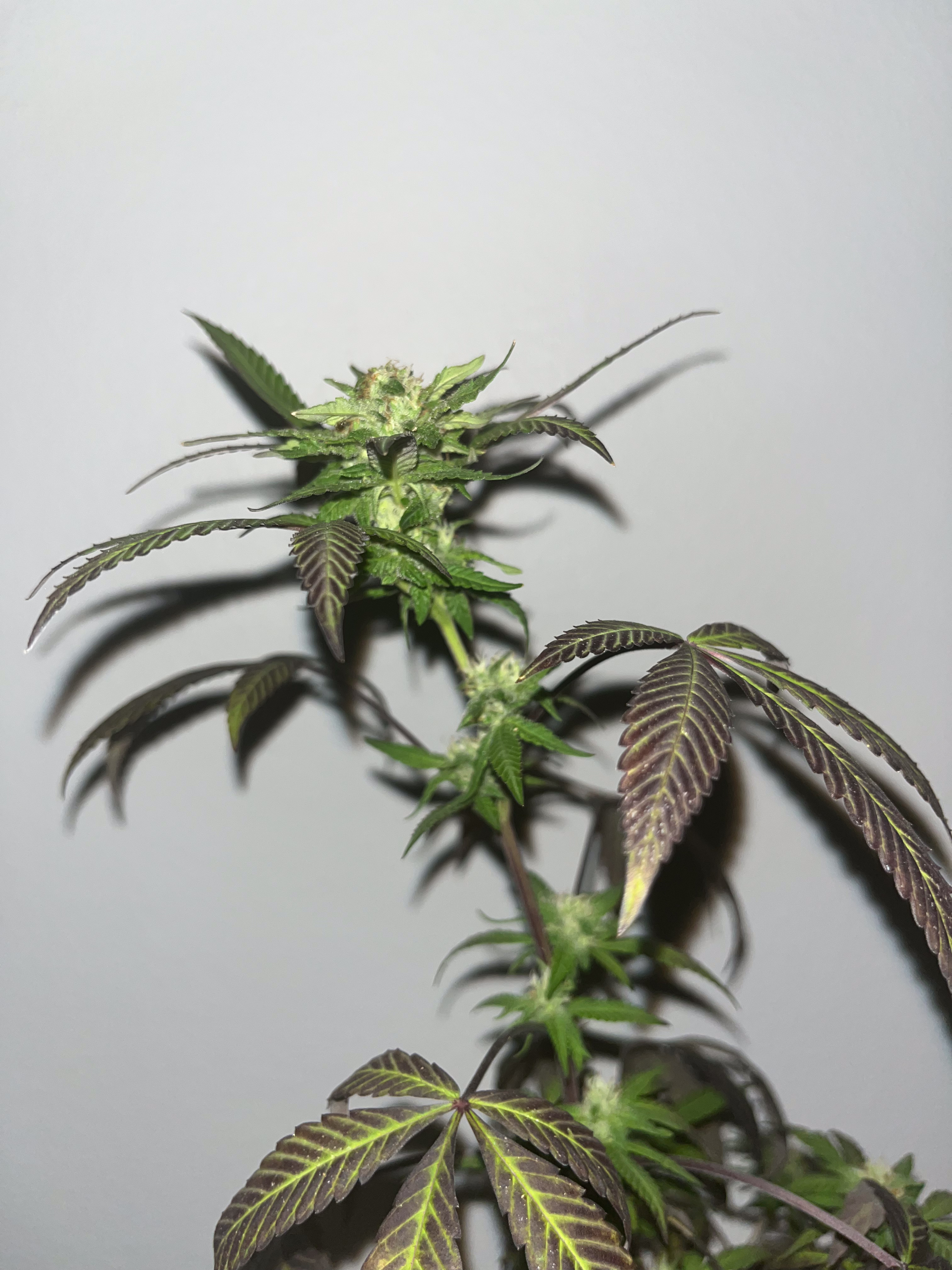 Savages Soda archive 0