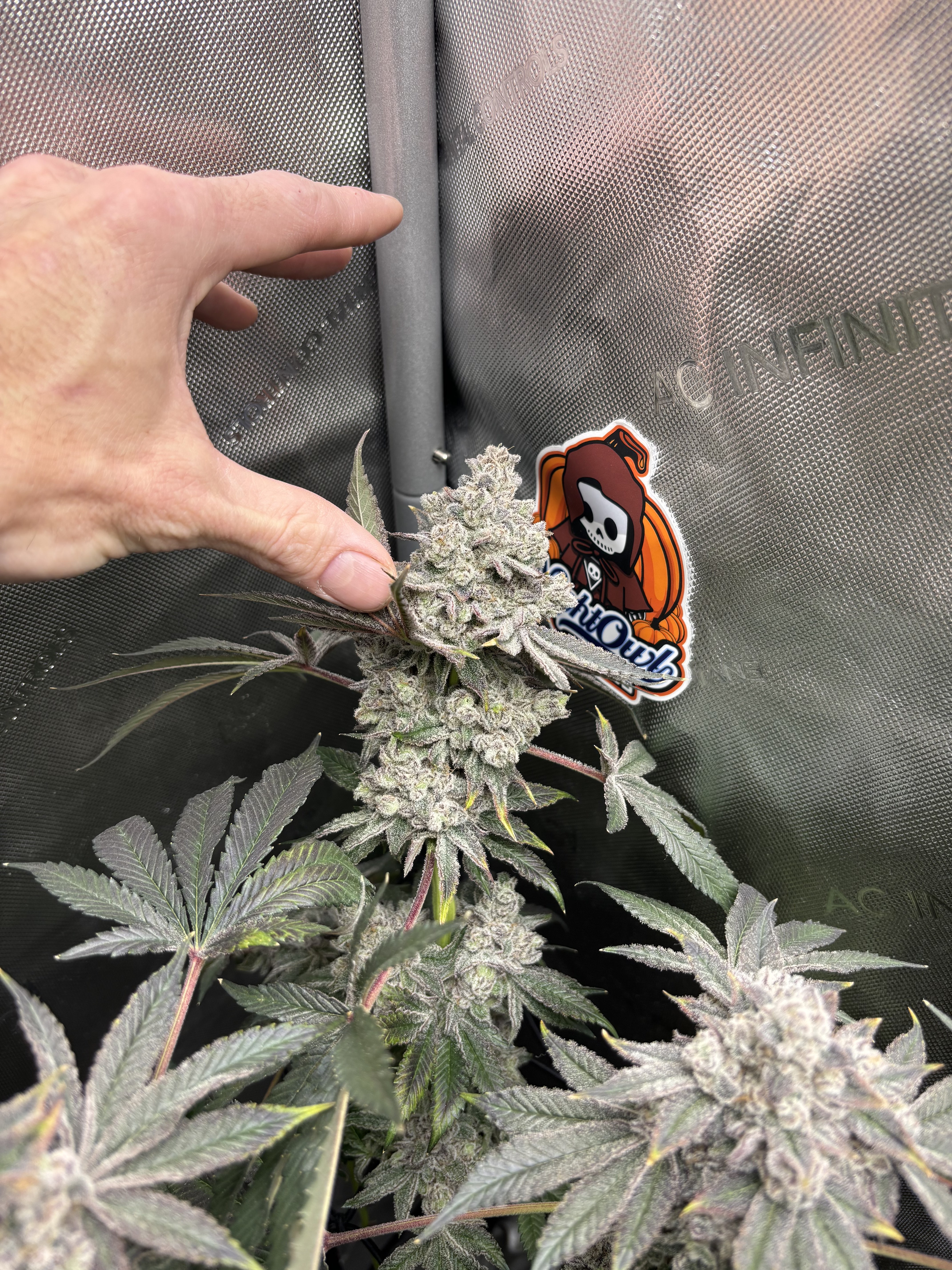 Cambodian Breazt Milk