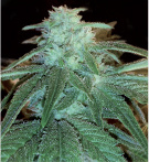 Malana Lemon Hashplant