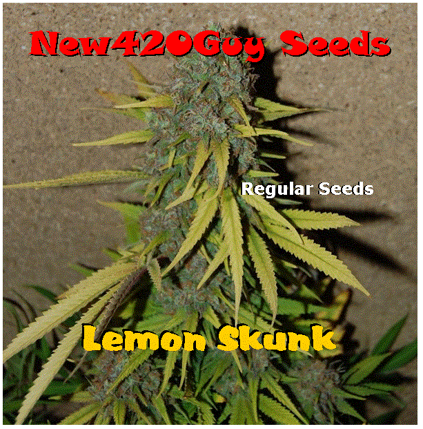 Lemon Skunk: strain page photo, credit seedfinder.eu, copyright status shown with credit copyright unverified