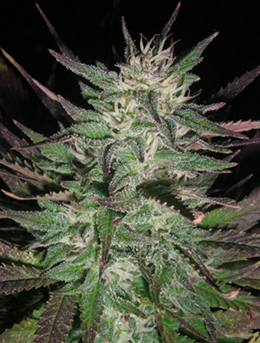 Early Timewarp IBL archive 0