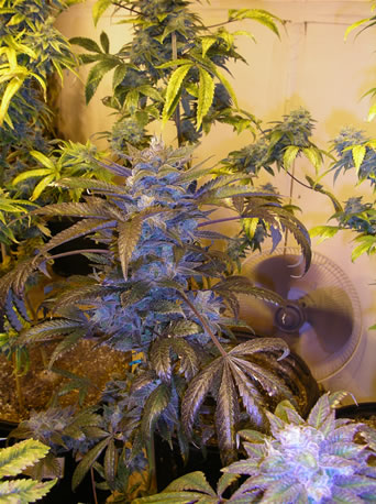 GrapeGod (Next Generation Seed Company) :: Cannabis Strain Info