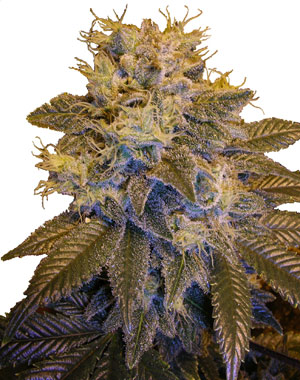 Grapefruit Kush flowering cannabis, as labeled by the cited photo source