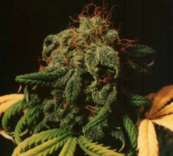 Romulan: strain page photo, credit seedfinder.eu, copyright status shown with credit copyright unverified
