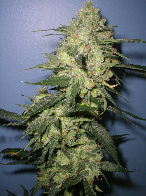 Romulan Grapefruit flowering cannabis, as labeled by the cited photo source