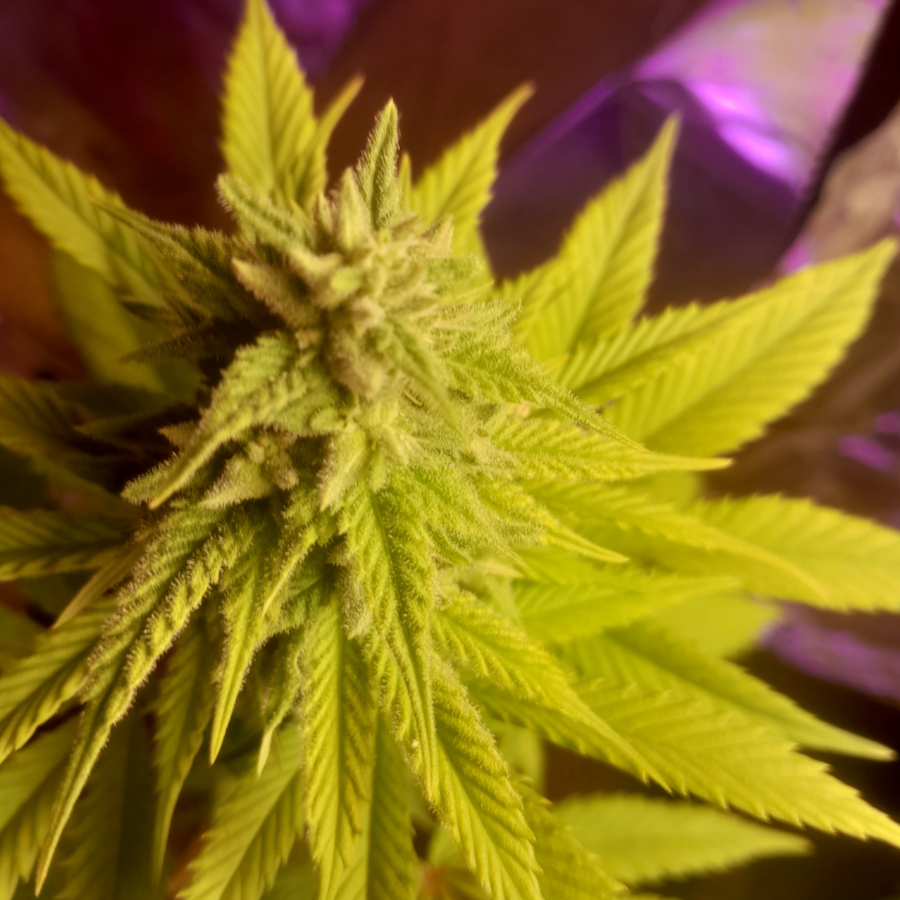 Illinois Skunk archive 0