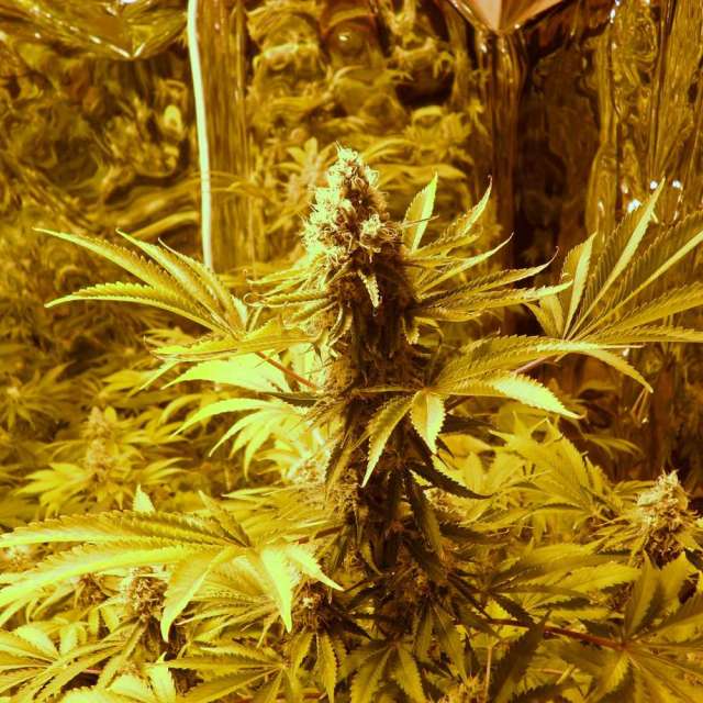 Jock Horror Automatic