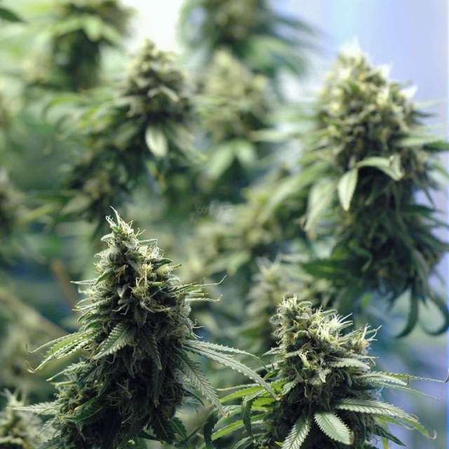 New York Power Diesel