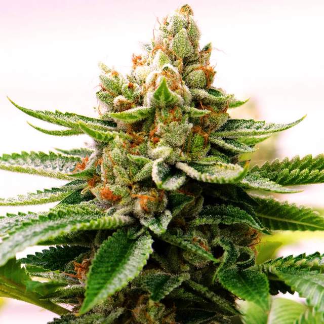 Skywalker Og: strain page photo, credit seedfinder.eu, copyright status shown with credit copyright unverified