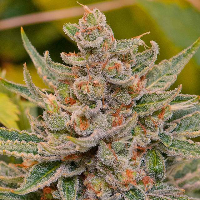 Tangie (Nirvana Seeds) :: Cannabis Strain Info :: SeedFinder.eu