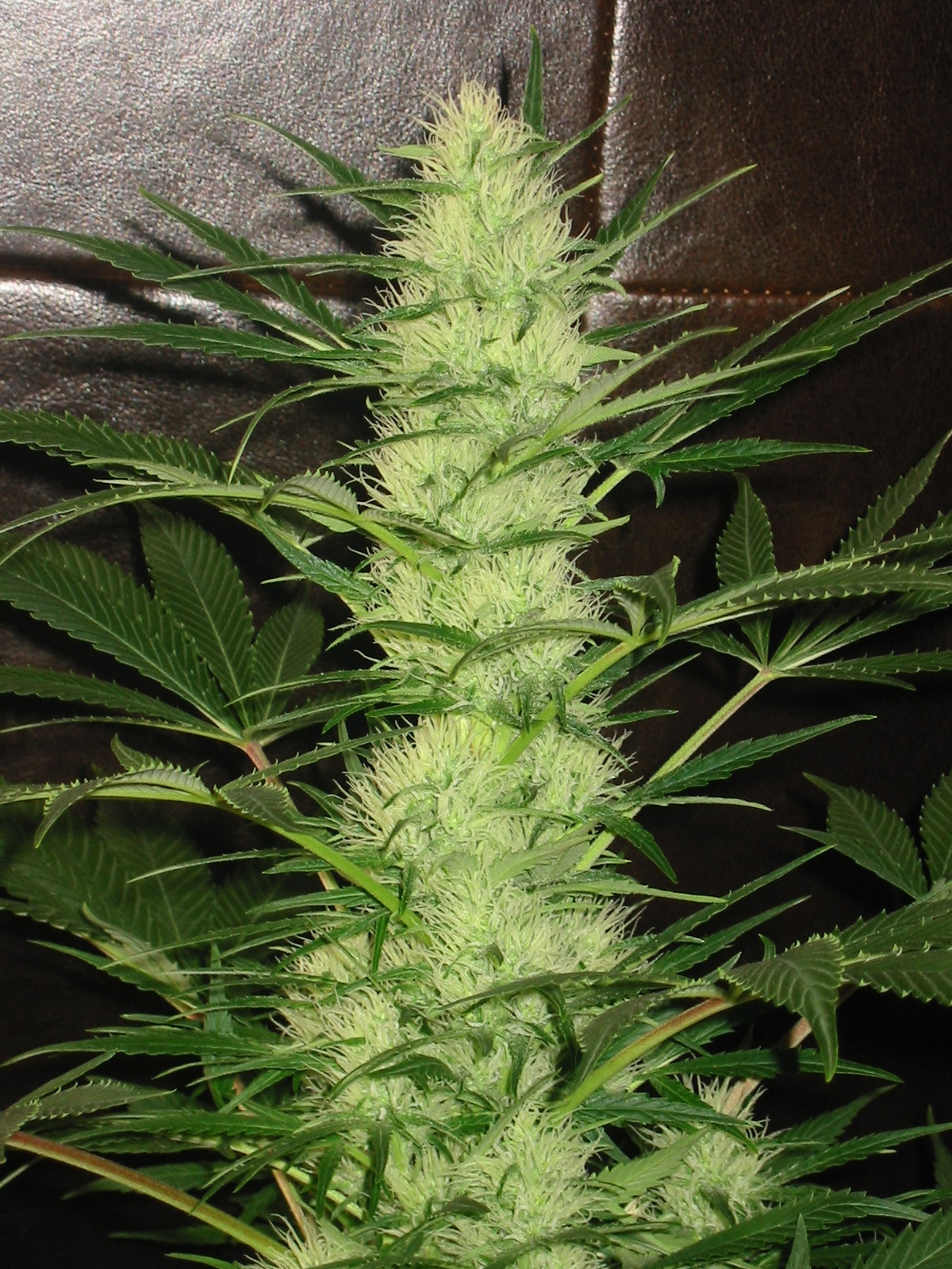 flyte lyfe planter Flyte Lyfe