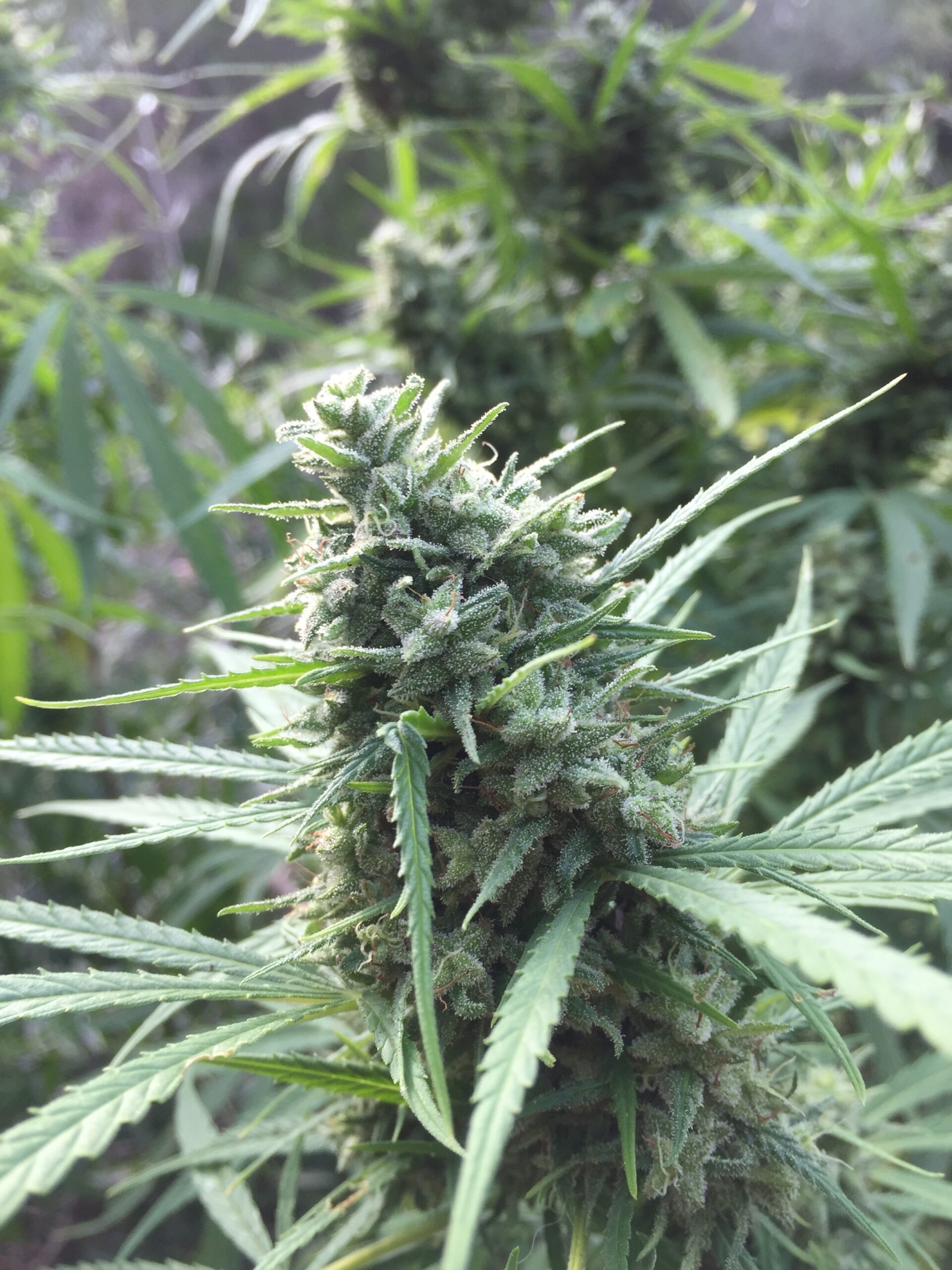 Malawi Gold: strain page photo, credit seedfinder.eu, copyright status shown with credit copyright unverified