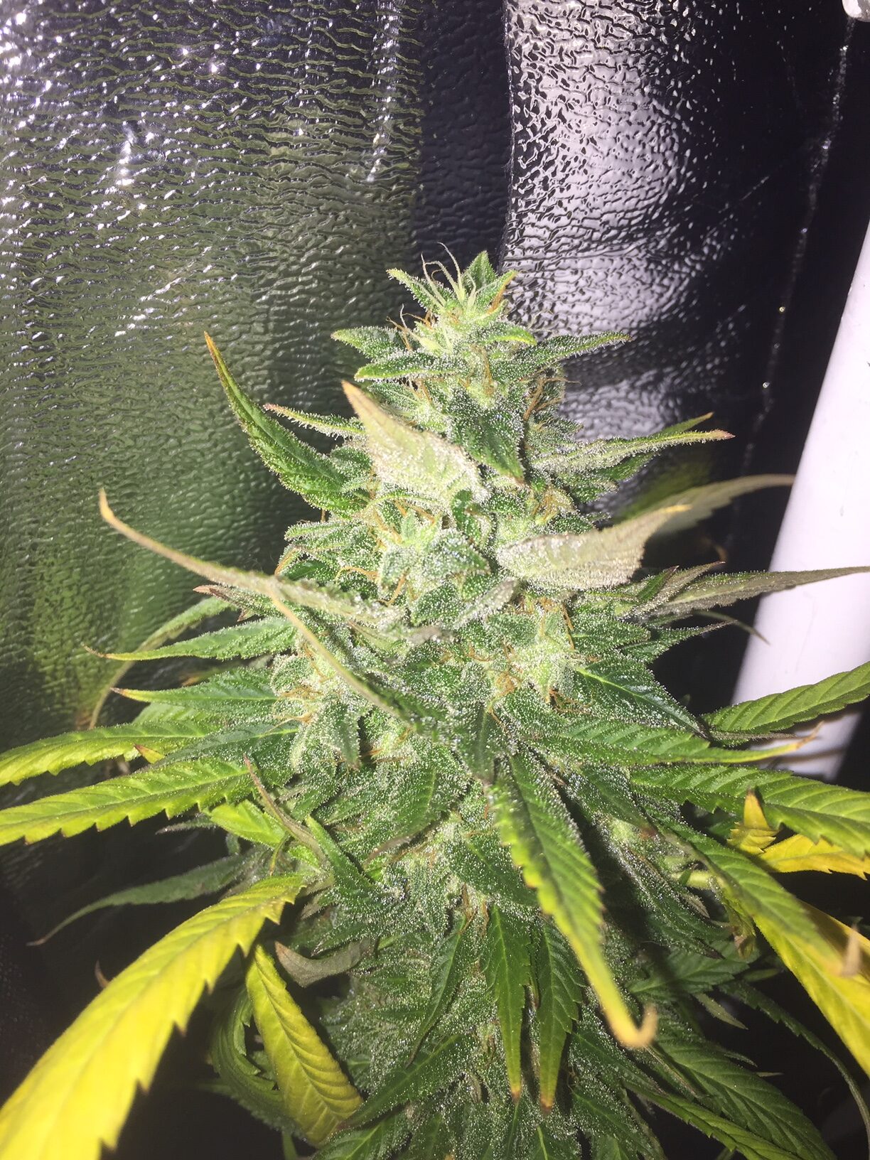 Uzbekistan Hash Plant