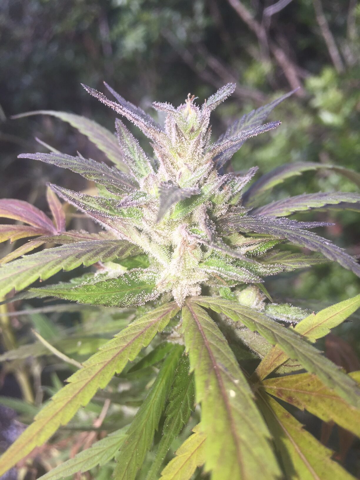 Vietnamese Mind Fuck