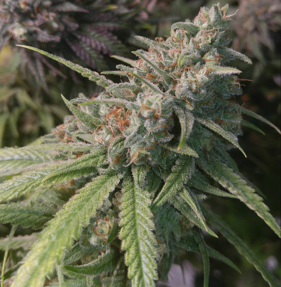 Space Dust (North Genetics) :: Cannabis Strain Info :: SeedFinder.eu