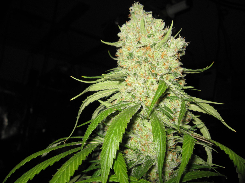 Fire Alien Strawberry