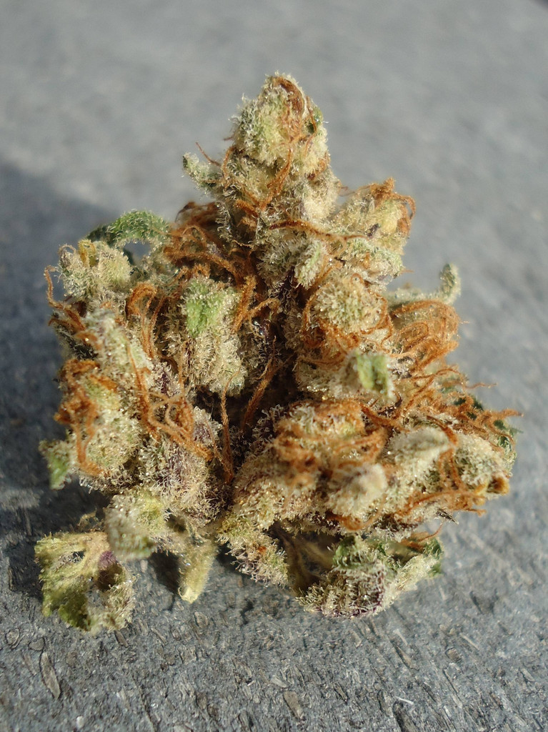 Fire Alien Urkle archive 0