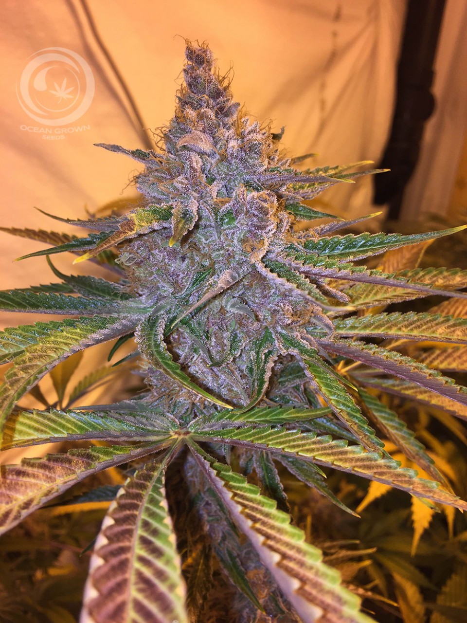 Ninja Rift archive 0