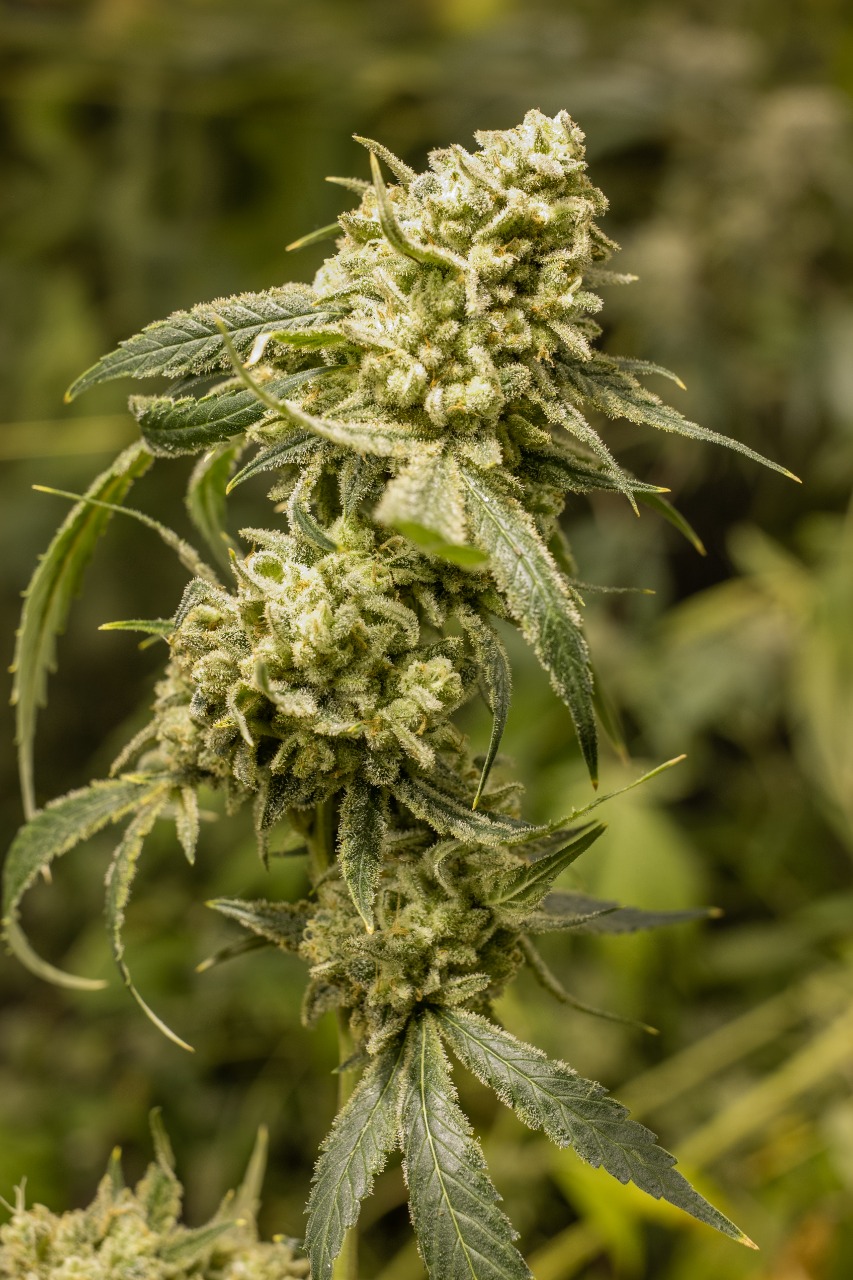 Haze de Crema archive 0