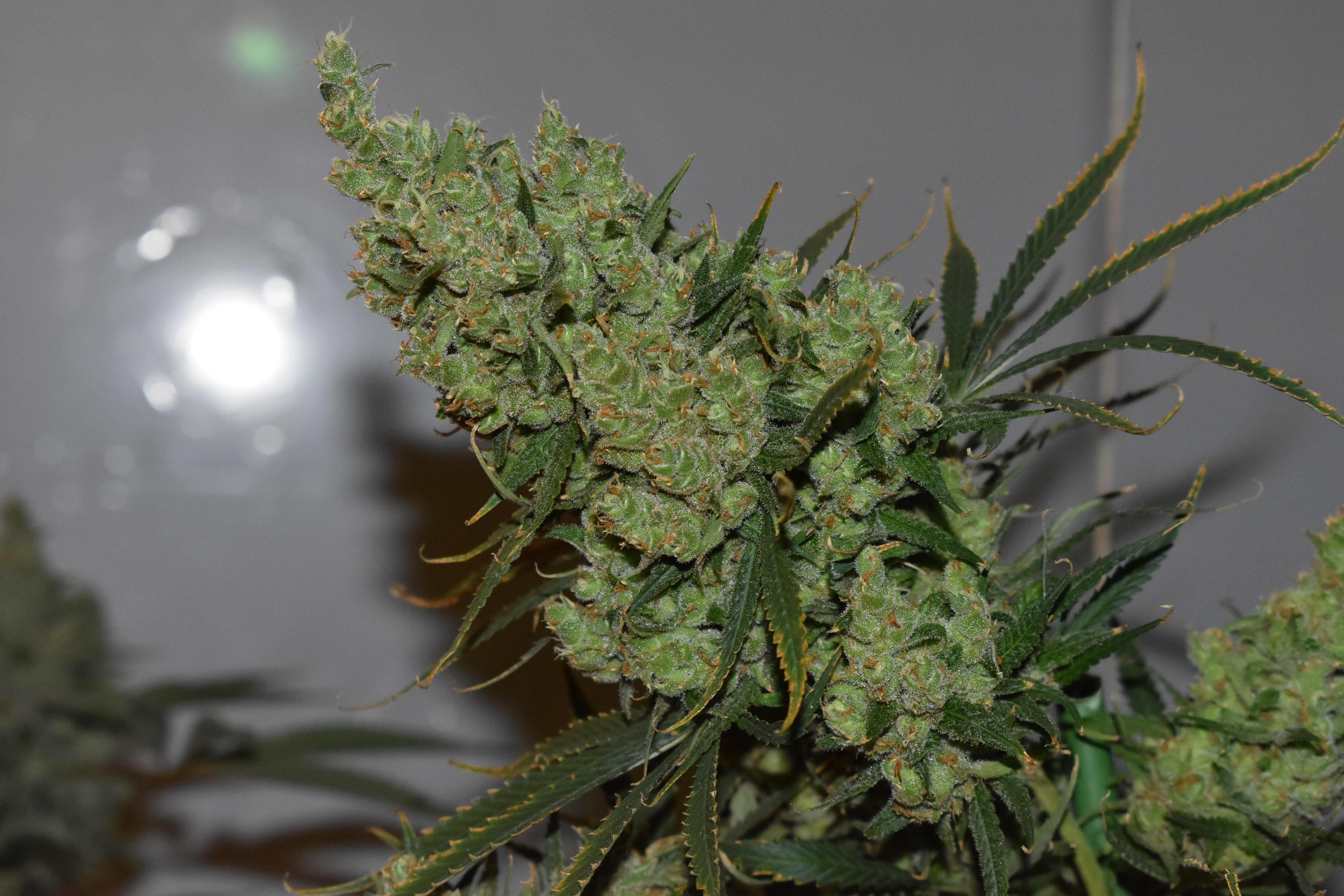 シモツケHQ四季彩II 硬調58 Oldman's Silver Haze 98 (Old School Genetics) :: Cannabis Strain