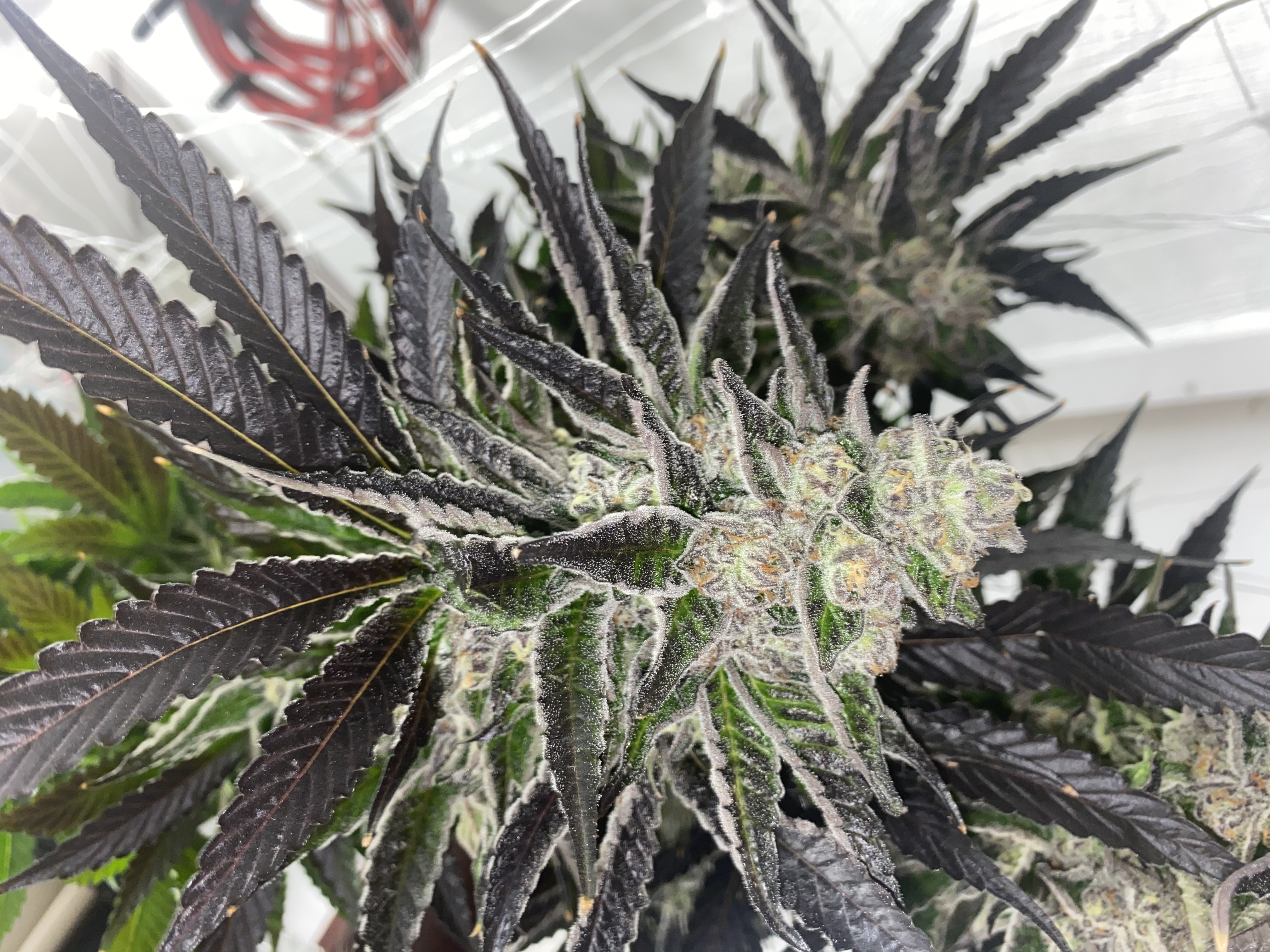 Sapphire Lemon Strudel archive 0