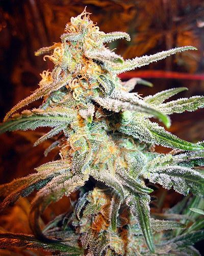 Auto Himalaya Diesel