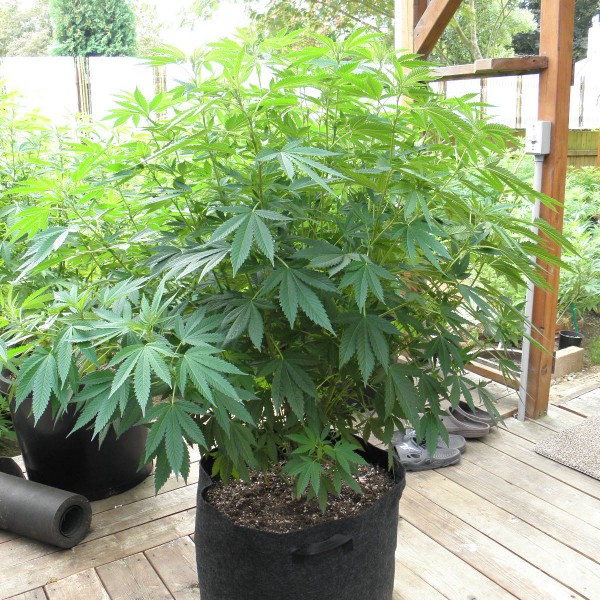 Sugar Cookies (Oregon Green Seed) :: Cannabis Strain Info :: SeedFinder.eu