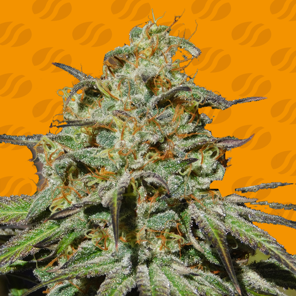 Jealousy: strain page photo, credit seedfinder.eu, copyright status shown with credit copyright unverified